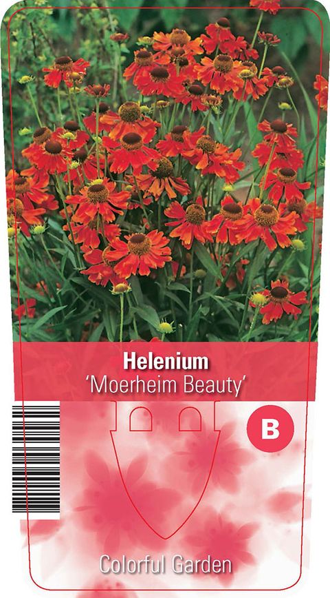 Helenium 'Moerheim Beauty'