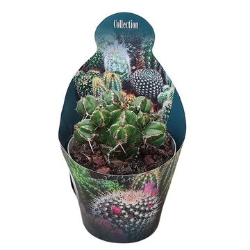 Euphorbia handiensis