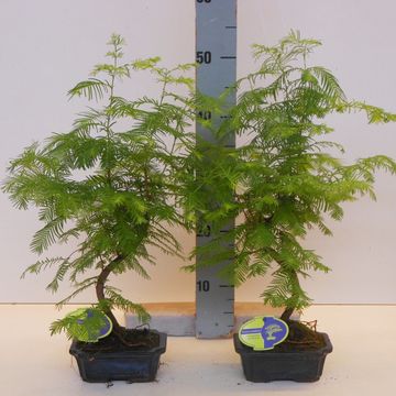 Metasequoia glyptostroboides