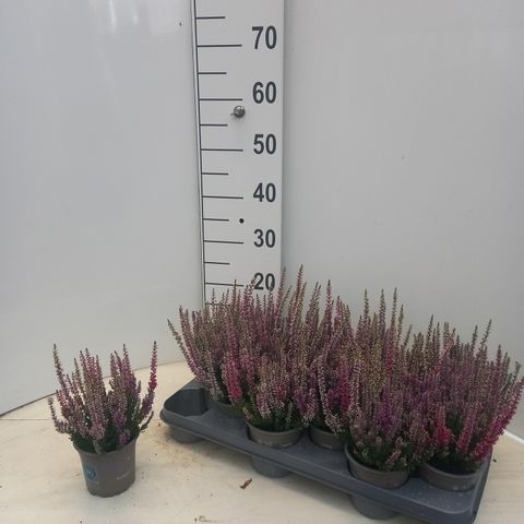 Calluna vulgaris BEAUTY LADIES MIX IN POT