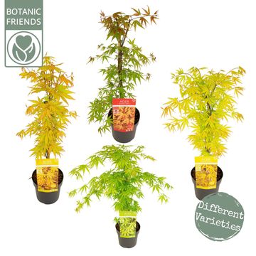 Acer palmatum CASCADE MIX