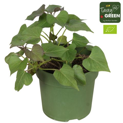 Ipomoea batatas SWEET POTATO BEAUREGARD