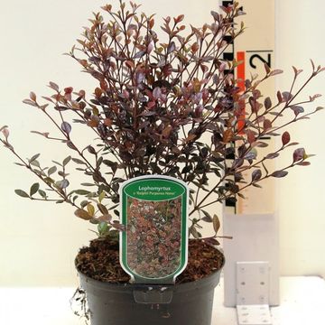 Lophomyrtus x ralphii 'Purpurea Nana'