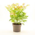 Sorbaria sorbifolia 'Sem'