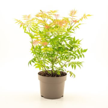 Sorbaria sorbifolia 'Sem'