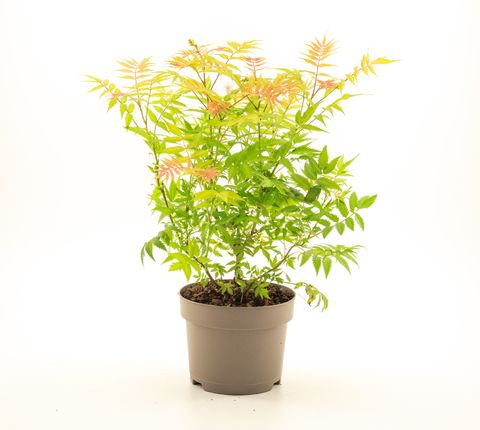 Sorbaria sorbifolia 'Sem'