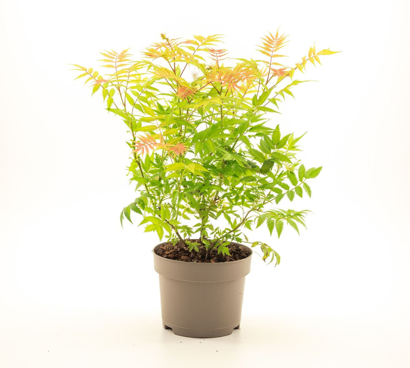 Sorbaria sorbifolia 'Sem' — Plant Wholesale FlorAccess