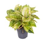 Aglaonema 'Pastella'