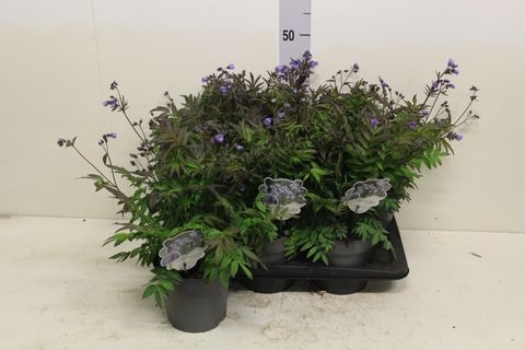 Polemonium 'Heaven Scent'