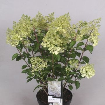 Hydrangea paniculata 'Silver Dollar'