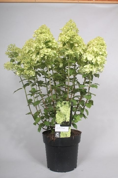 Hydrangea paniculata 'Limelight'