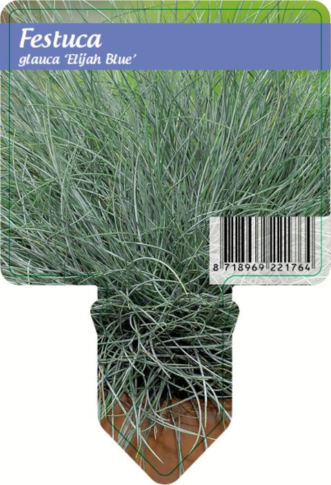 Festuca glauca 'Elijah Blue'