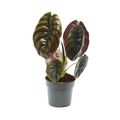 Alocasia cuprea 'Red Secret'