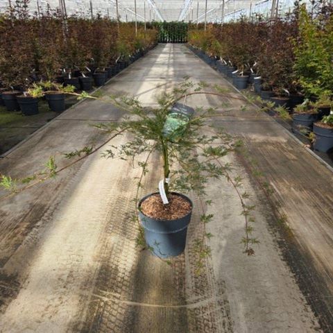 Acer palmatum 'Emerald Lace'