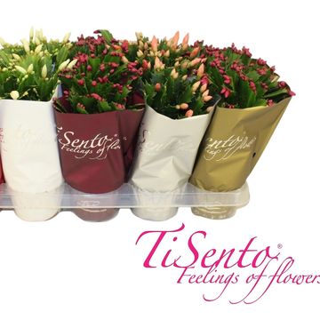 Schlumbergera MIX