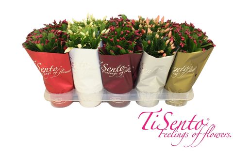 Schlumbergera MIX