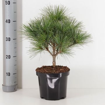 Pinus strobus 'Radiata'