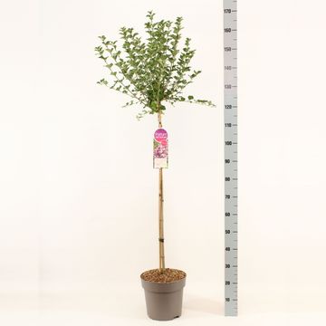 Syringa meyeri 'Palibin'