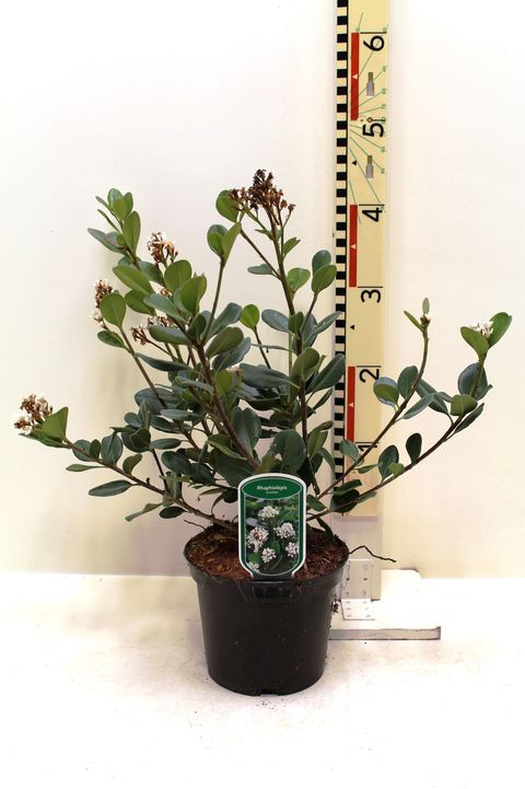 Rhaphiolepis umbellata