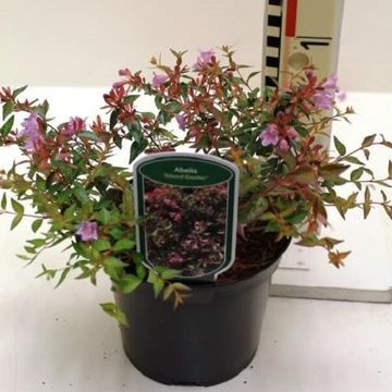 Abelia 'Edward Goucher'