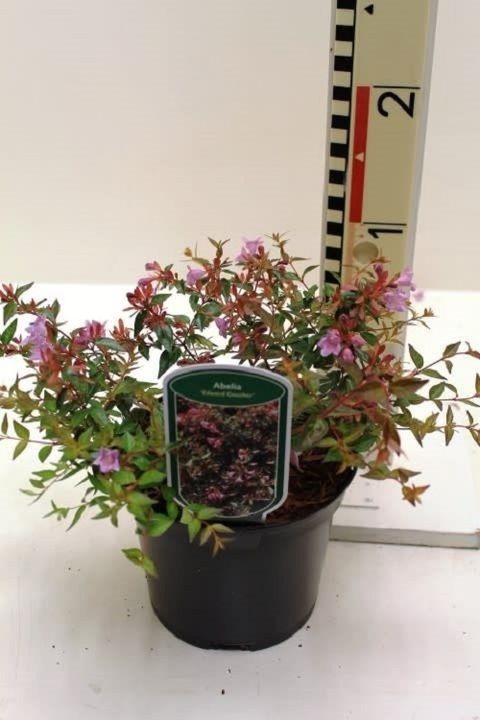 Abelia 'Edward Goucher'