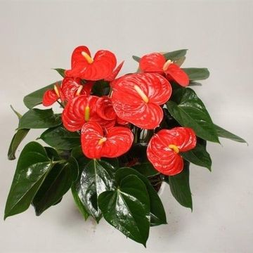 Anthurium 'Flamingo Red'