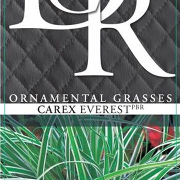 Carex oshimensis EVERCOLOR EVEREST