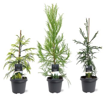 Cryptomeria japonica MIX