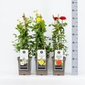 Rosa MIX