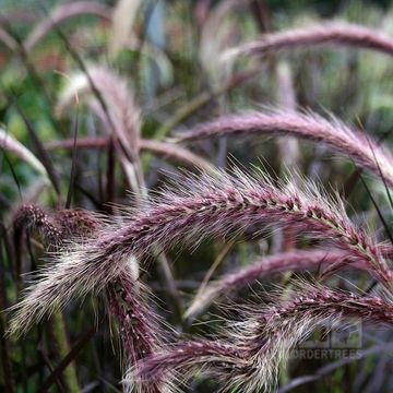 Pennisetum advena 'Rubrum'