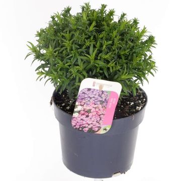 Aster ALPHA WHITE