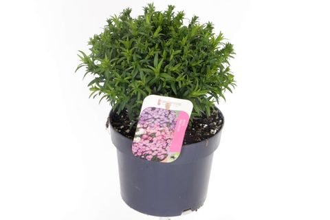 Aster ALPHA WHITE