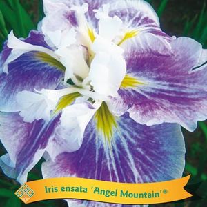 Iris ensata MIX (Griffioen, Gebr.)