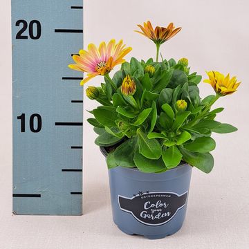 Osteospermum SEÑORITA BONITA