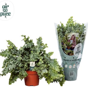 Phlebodium aureum DAVANA