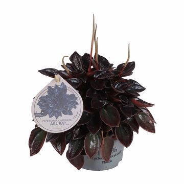 Peperomia caperata 'Aruba'