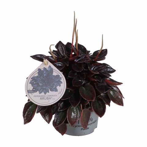 Peperomia caperata 'Aruba'