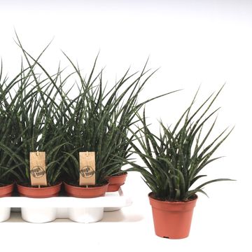 Sansevieria 'Fernwood'