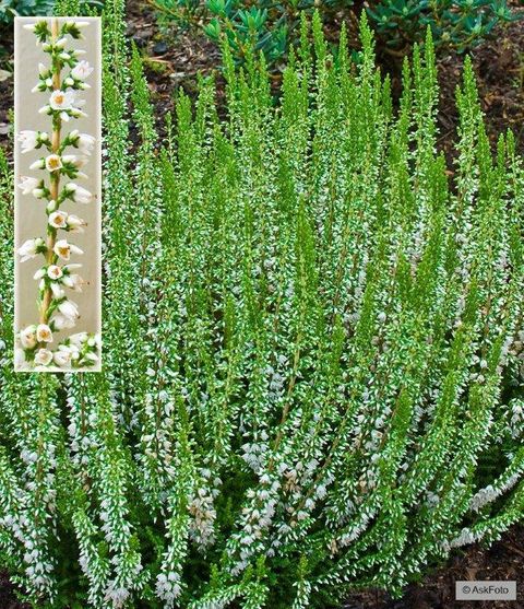 Calluna vulgaris 'Stefanie'