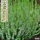 Calluna vulgaris 'Stefanie'