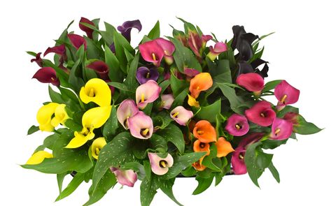 Zantedeschia MIX