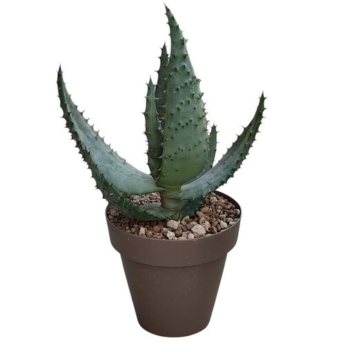 Aloe aculeata