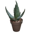 Aloe aculeata