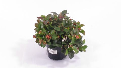 Gaultheria procumbens 'Winter Pearls'