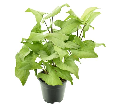 Syngonium podophyllum 'Nguengi Laima'