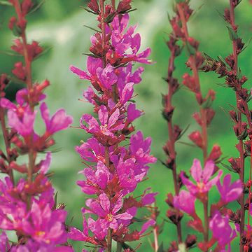 Lythrum virgatum 'Dropmore Purple'