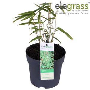 Fargesia rufa (Hoogeveen Plants)