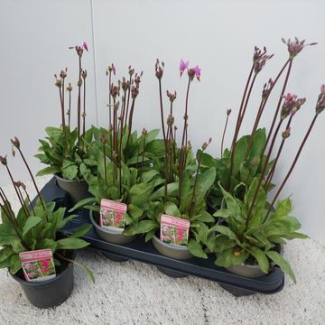 Dodecatheon meadia