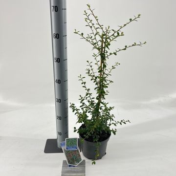 Cotoneaster x suecicus 'Coral Beauty'