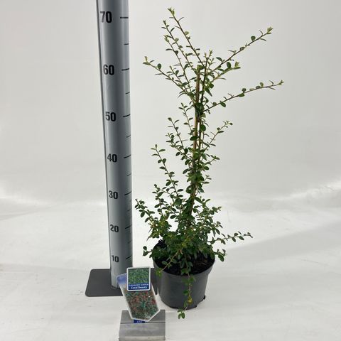 Cotoneaster x suecicus 'Coral Beauty'